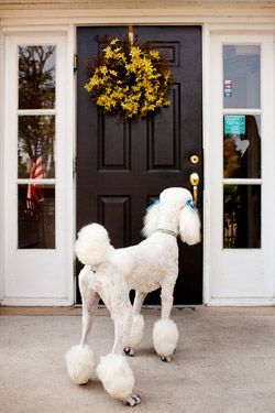 Poodle Standing outside of a door