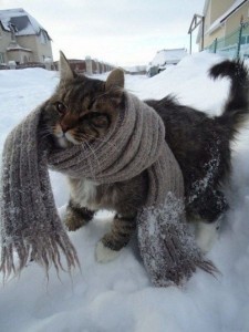 cold cat